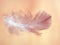 Closeup feather with soft pink background ,macro image ,abstract background