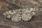 Closeup on the Feathered Beauty geomter moth,Peribatodes secundaria sitting on wood