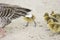 Closeup of the feathers of a greylag goose and a group of goslings on the ground under the sunlight