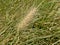 Closeup of feathertop grass  flower, selective focus