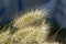 Closeup of feathertop grass  flower, selective focus