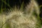 Closeup of feathertop grass  flower, selective focus