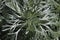 Closeup of the feathery leaves on a Silver Mound plant