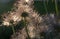 Closeup of feathery seeds of  the Pasque flower Pulsatilla vulgaris  in springtime.