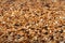 Closeup of a feed for Budgerigar. Closeup of grain, bird feed