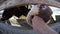 Closeup of feeding cows that are sticking their tongue out