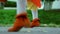 Closeup of feets dancing Irish national dance. Folk dance outdoors