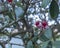 Closeup of feijoa flowers on tree branches under the sunlight with a blurry background