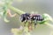 Closeup on a female Apical leafcutter, Megachile apicalis