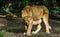 Closeup of a female Asiatic lion walking. wild tropical cat, Endangered animal specie from Asia