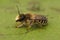 Closeup on a female of the banded mud bee , Megachile ericetorum