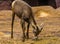 Closeup of a female bighorn sheep eating hay, tropical animal specie from North America