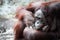 Closeup of a female Bornean orangutan, Pongo pygmaeus.