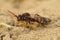 Closeup of a female Broad-banded Nomad cuckoo Bee, Nomada signata on sandy soil