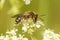 Closeup on a female Broad-faced mining bee, Andrena proxima on the white flowers of it's host plant Anthriscus