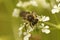 Closeup on a female Broad-faced mining bee, Andrena proxima on the white flowers of it's host plant Anthriscus