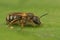 Closeup on a female Bull-headed sweat bee, Lasioglossum zonulum