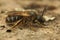 Closeup on a female Bull-headed sweat bee, Lasioglossum zonulum