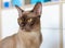 Closeup of female burmese chocolate cat lying at the sofa at the apartment. six - seven months burmese kitten, girl