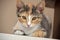 Closeup of Female Calico Kitten Laying on Counter Looking Directly at Camera, Narrow Depth of Field