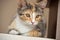 Closeup of Female Calico Kitten Laying on Counter, Narrow Depth of Field