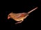 Closeup of a Female Cardinal Isolated on Black