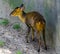 Closeup of a female chinese muntjac, Barking deer from Asia