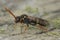 Closeup of a female of the colorful orange horned nomad cuckoo bee, Nomada fulvicornis on a piece of wood