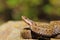 Closeup of female common crossed adder