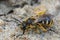 Closeup of a female Common furrow or sweat bee Lasioglossum calceatum on the ground