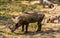 Closeup of a female common warthog, popular wild pig specie from Africa