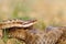 Closeup of female crossed european viper