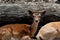 Closeup of a female deer leaning in front of the tree stumps