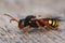 Closeup of a female Dusky-horned Nomad Bee, Nomada bifasciata, a cleptoparasite bee on the white bellied mining bee , Andrena