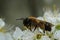 Closeup on a female Early Cellophane bee, Colletes cunicularius on white Blackthorn flower