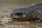 Closeup on a female of the endangered Chuxiong fire-bellied, Cynops cyanurus