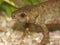 Closeup on a female of the endangered Chuxiong fire-bellied, Cynops cyanurus, in an aquarium