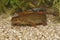 Closeup on a female of the endangered Chuxiong fire-bellied, Cynops cyanurus, in an aquarium