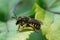 Closeup of a female European Wool carder bee Anthidium manicatum