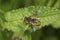 Closeup of a female European Wool carder bee Anthidium manicatum in the garden