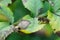 Closeup of a female EUropean wool carder bee, Anthidium manicatum, sitting on a green leaf