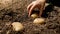 Closeup of female farmer planting organic potato in fertile garden soil and covering it with ground. Concept of growing