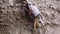 Closeup of a female fiddler crab eating mud, crab feeding behavior, tropical crustacean specie