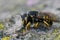 Closeup of a female of the Florentine Woolcarder Bee, Anthidium florentinum sitting on a stone