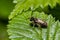 Closeup on a female furrow banded sweat bee, Lasioglossum zonulum, on a green leaf