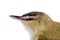 Closeup female gold finch head