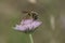 Closeup on a female great banded furrow bee, Halictus scabiosae on a pink scabious flower in Southern France