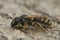 Closeup on a female Great banded furrow bee, Halictus scabiosae posing on a piece of wood