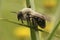 Closeup on a female Grey-backed mining bee, Andrena vaga sitting on a grass-straw