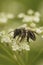 Closeup on a female Grey backed mining bee, Andrena vaga, sitting on white flower